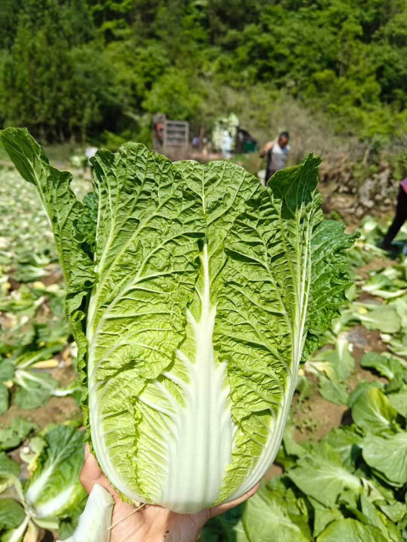 湖北精品黄芯大白菜，产地直供，质量保证