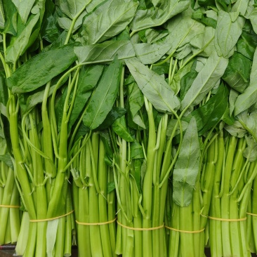 大叶小叶空心菜