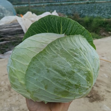 甘蓝包菜