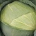 甘蓝包菜