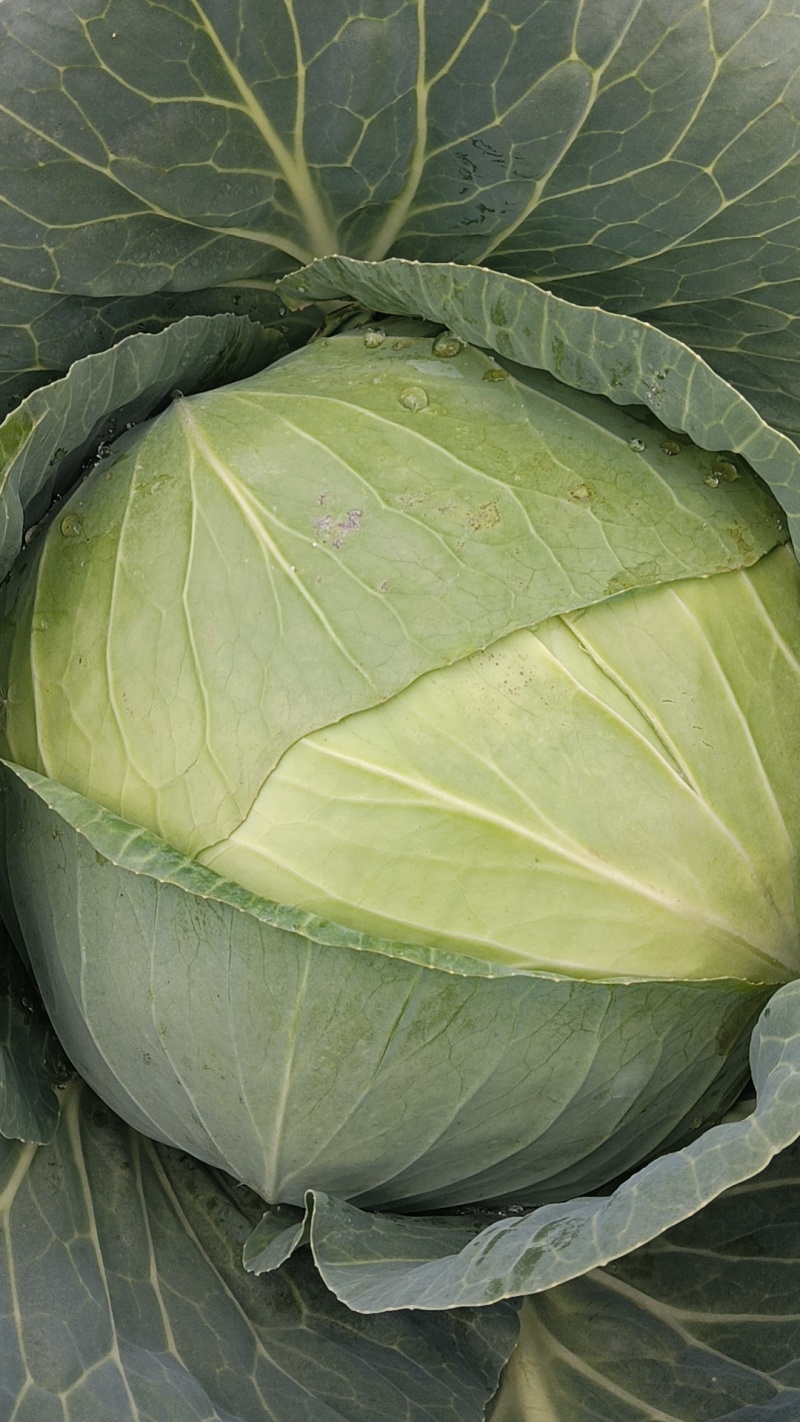 甘蓝包菜