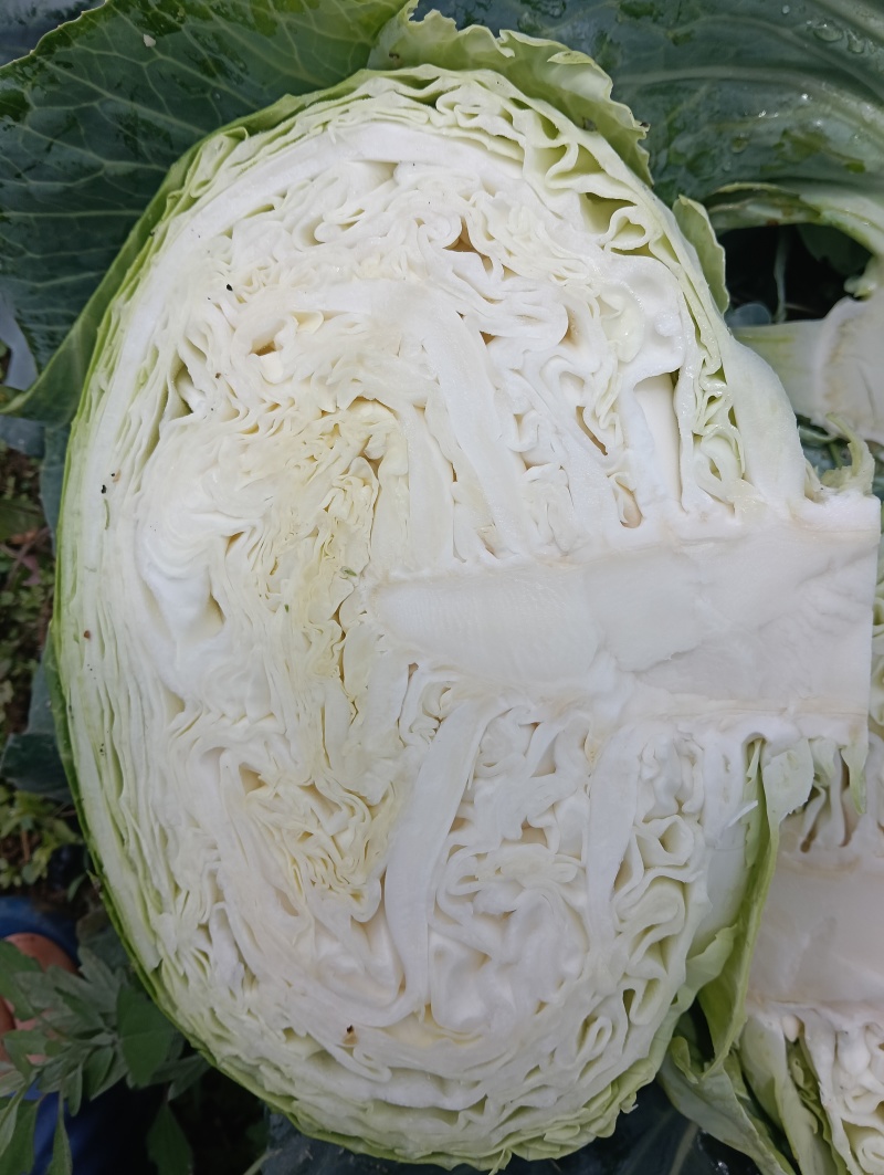 甘蓝包菜