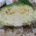 甘蓝包菜