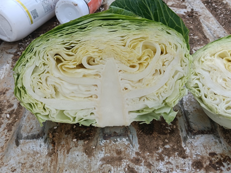 甘蓝包菜