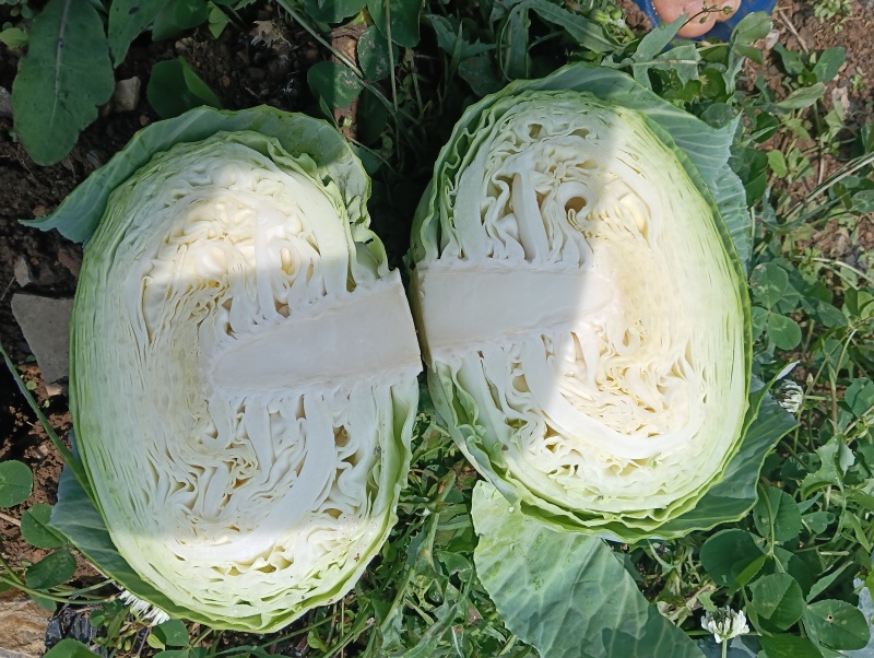 甘蓝包菜