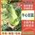 湖北利川牛心包菜新上市大量供应对接各大市场商超平台