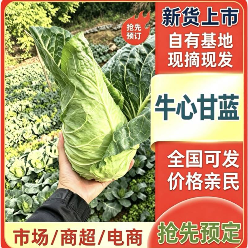湖北利川牛心包菜新上市大量供应对接各大市场商超平台