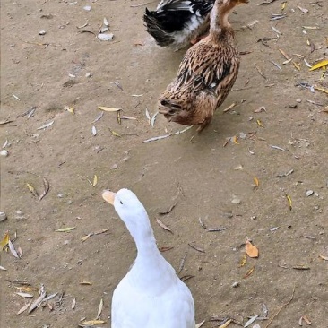 麻鸭