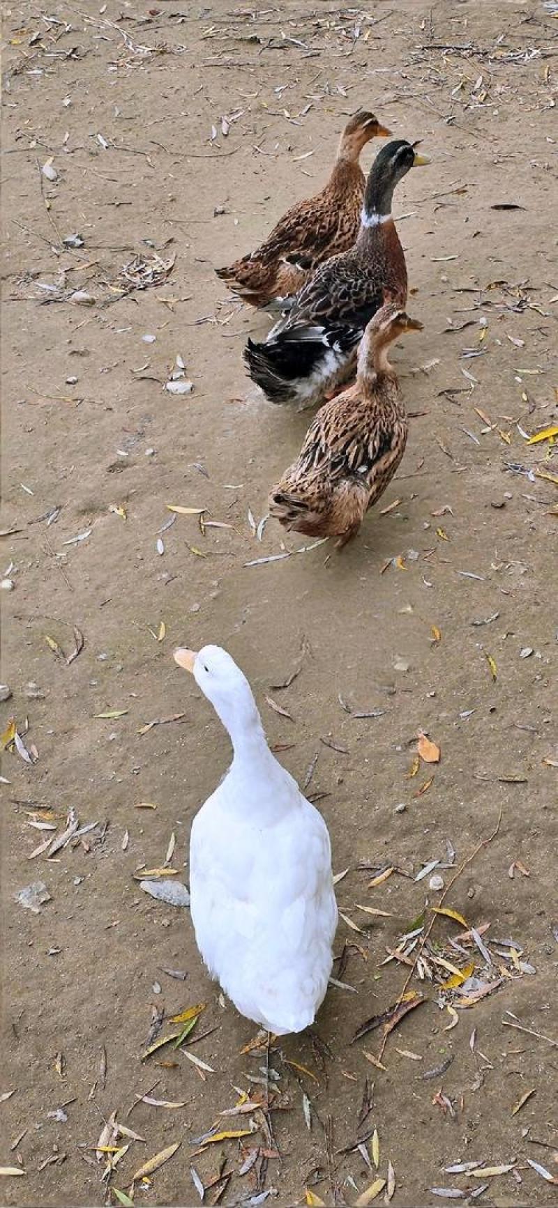 麻鸭