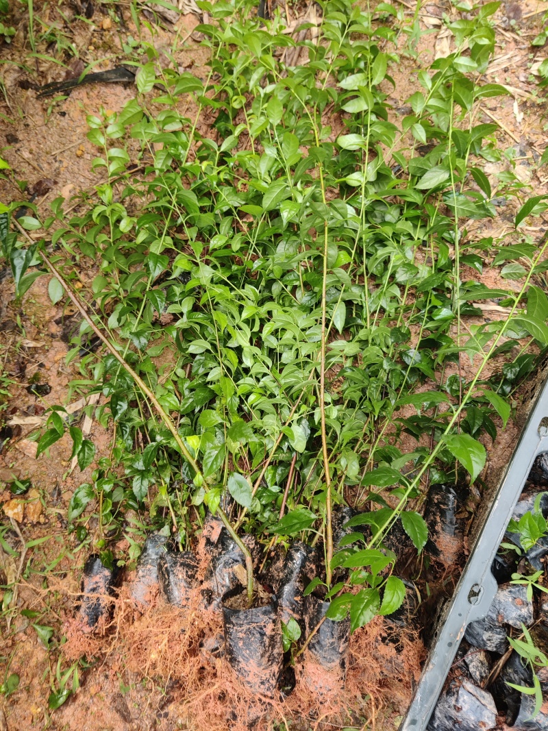 岗梅苗杯苗广西钦州灵山县自家基地岗梅种苗大量地苗有货