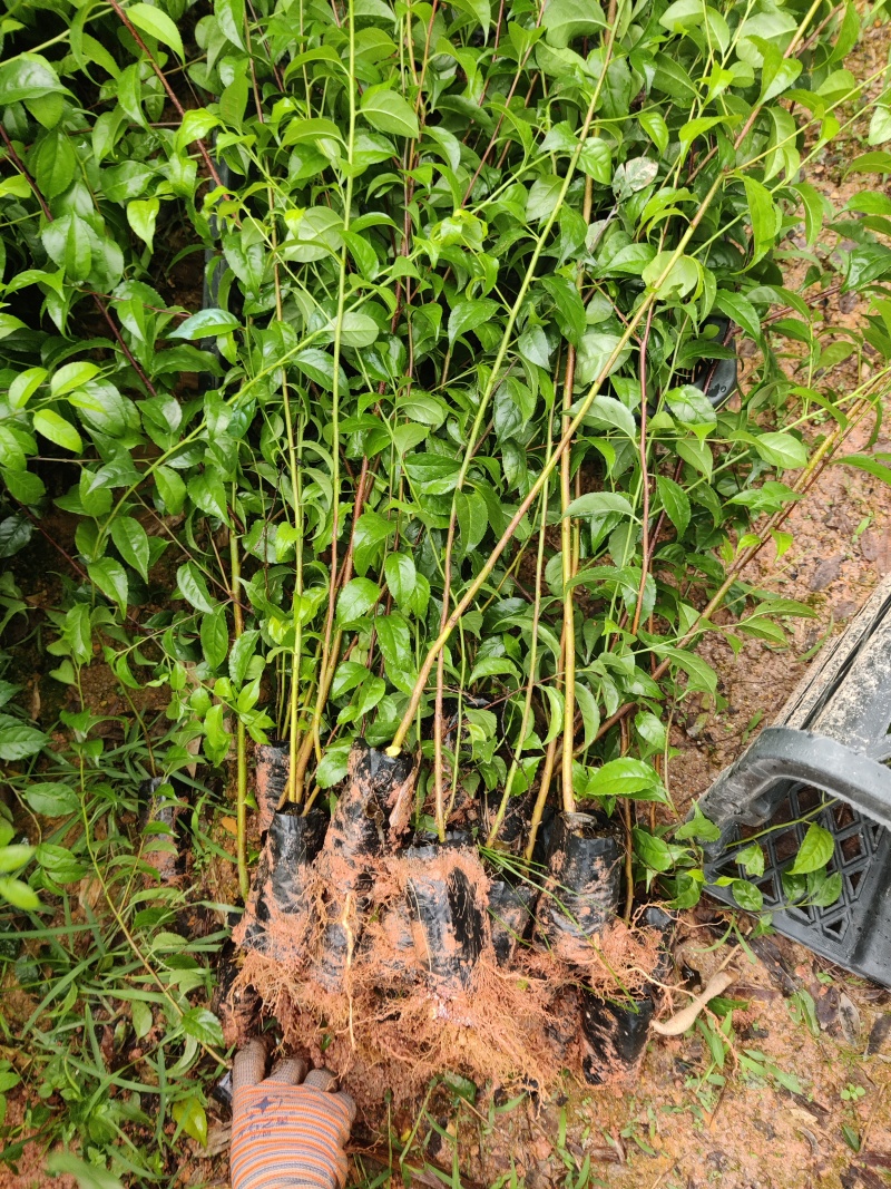 岗梅苗杯苗广西钦州灵山县自家基地岗梅种苗大量地苗有货