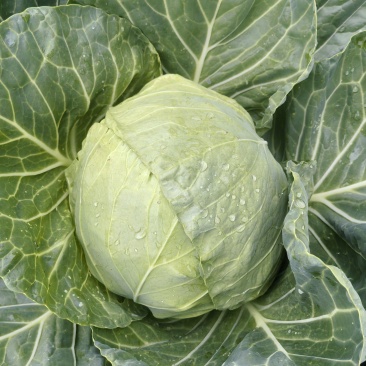 甘蓝包菜