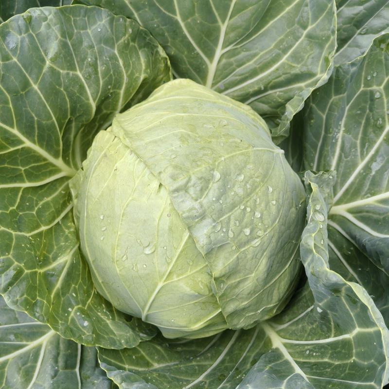 甘蓝包菜
