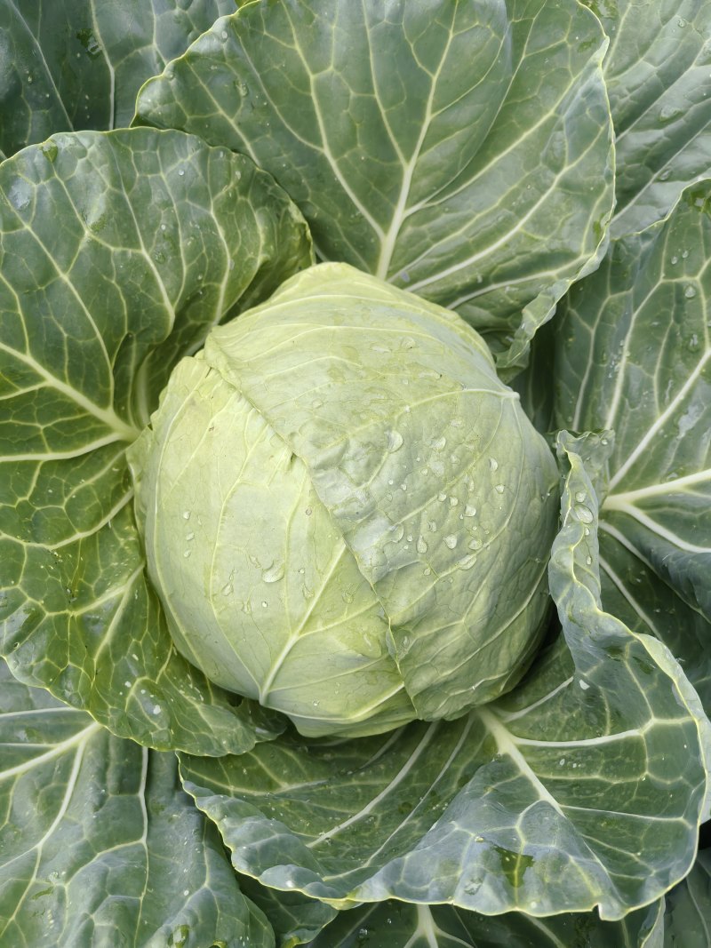 甘蓝包菜
