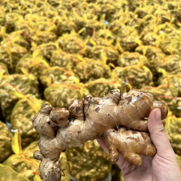 广西生姜白口姜姜种大肉姜基地直供