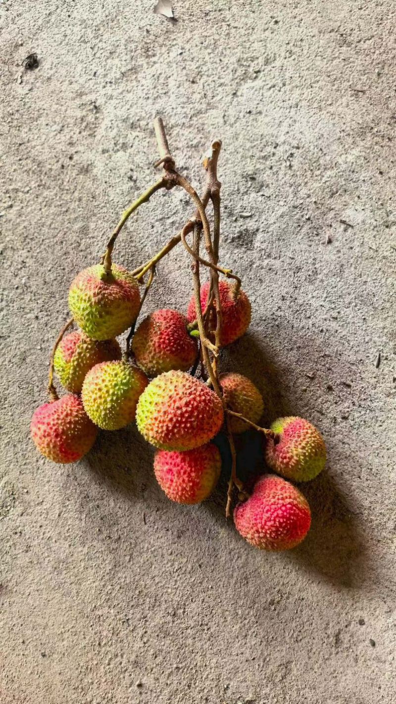 妃子笑荔枝