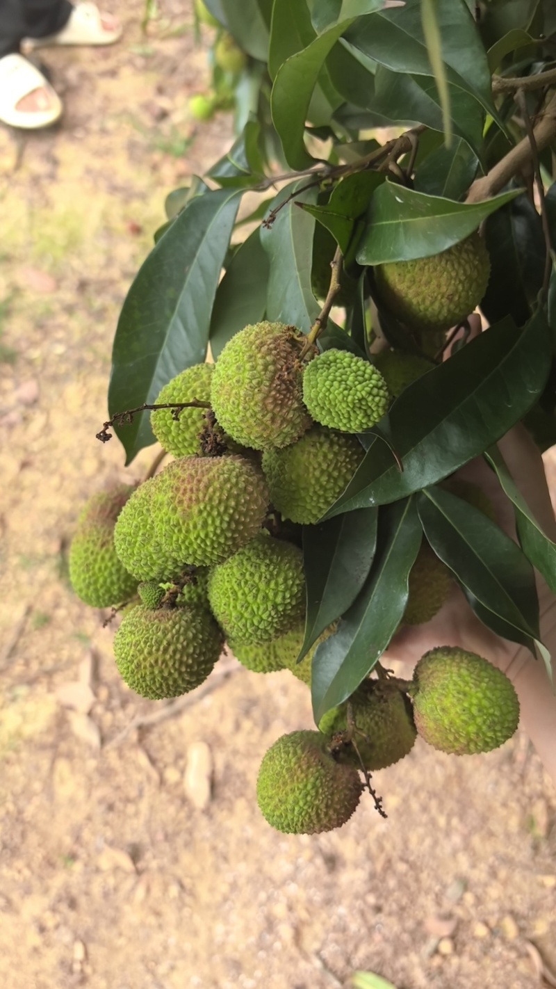 妃子笑荔枝