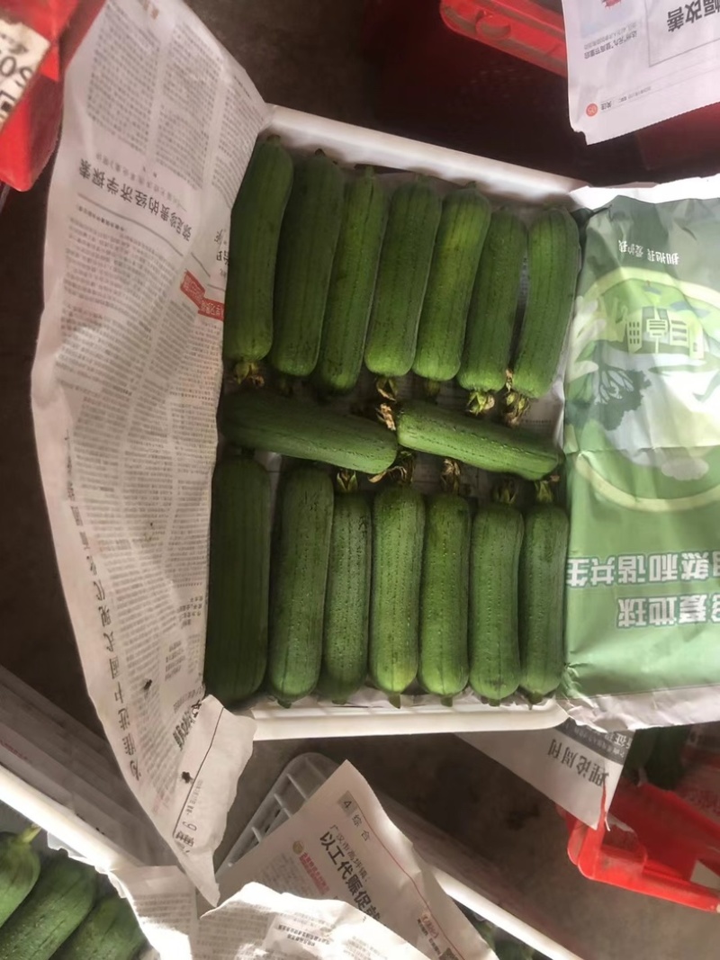 当地新鲜肉丝瓜