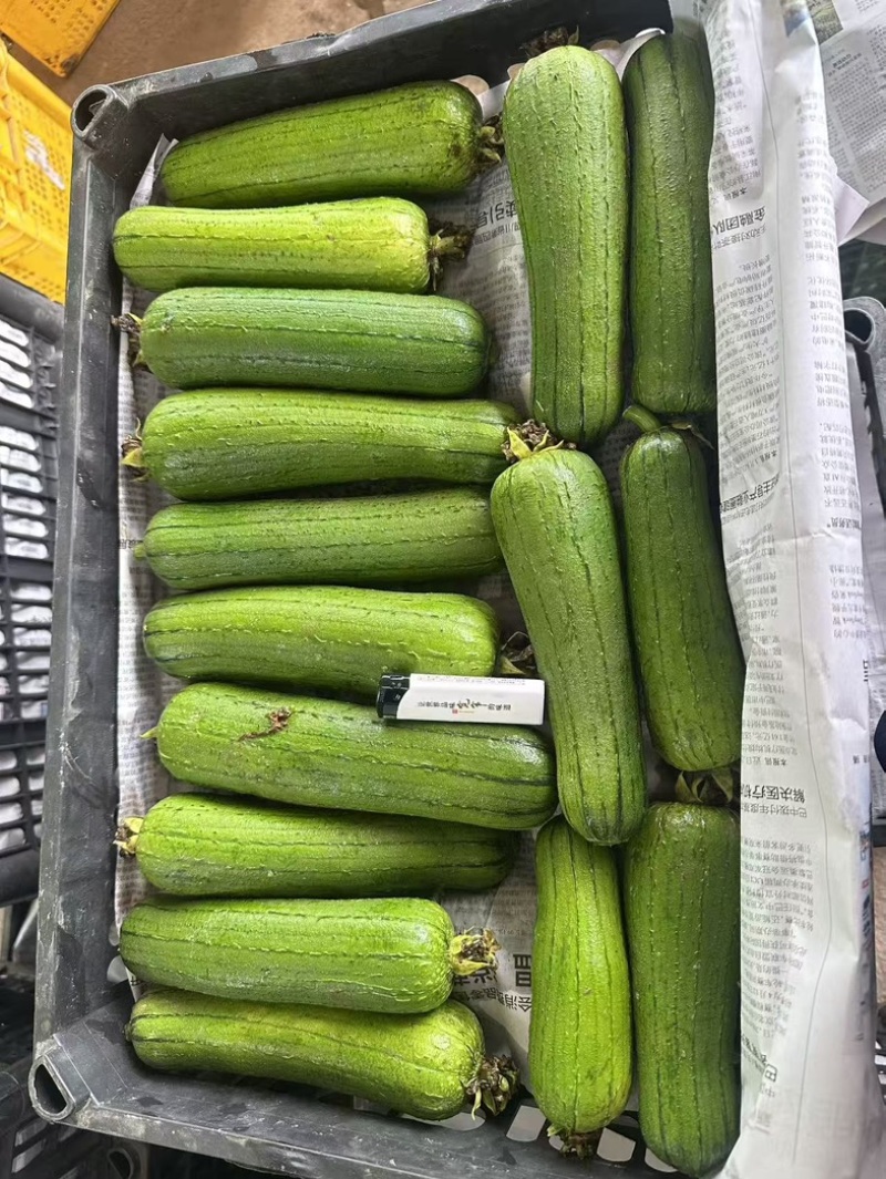 当地新鲜肉丝瓜