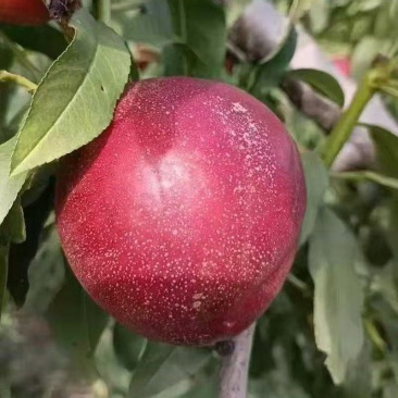油桃辽宁油桃大量现货供应，规格齐全，对接市场批发商