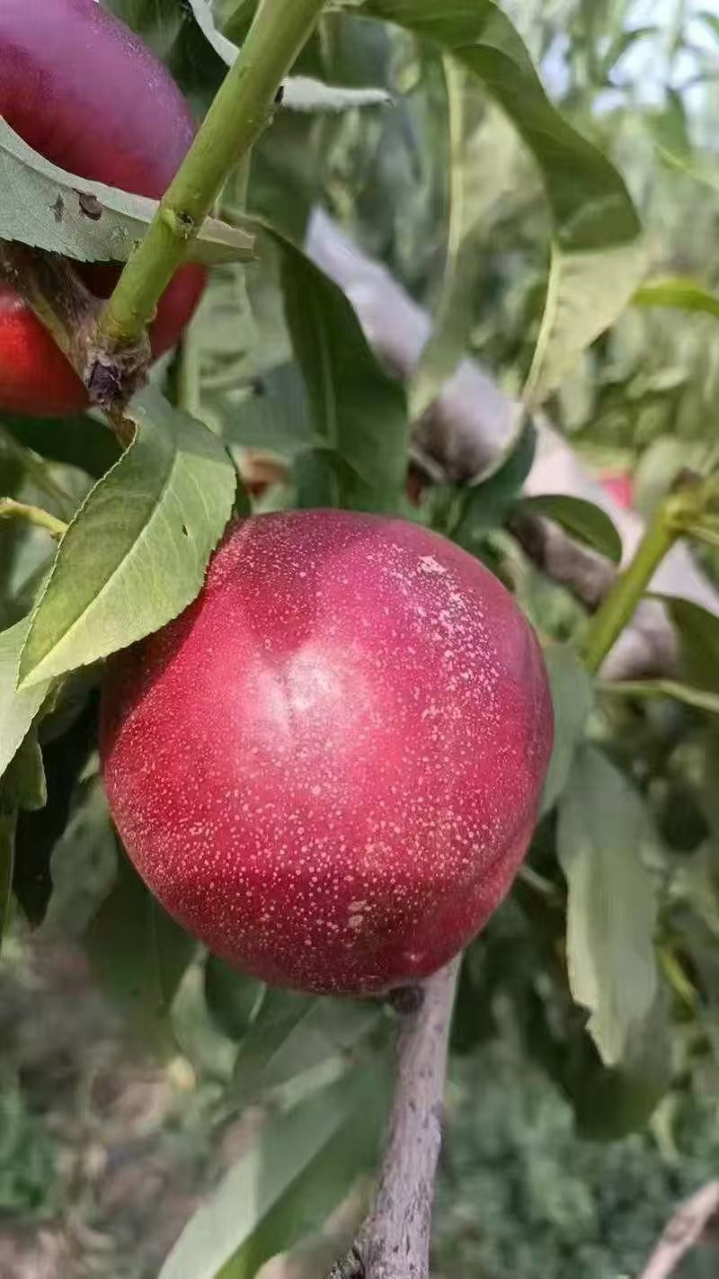 油桃辽宁油桃大量现货供应，规格齐全，对接市场批发商