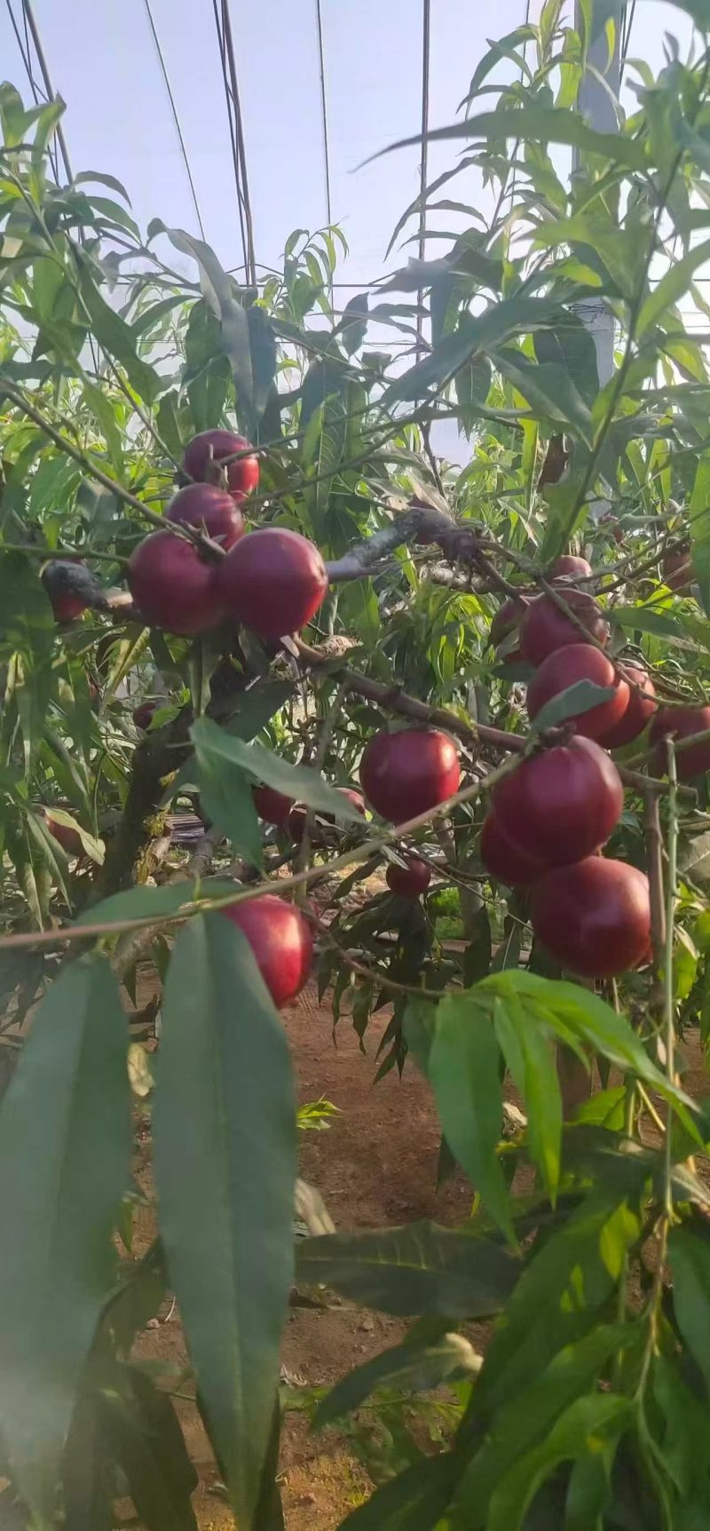 油桃辽宁油桃大量现货供应，规格齐全，对接市场批发商