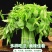 新鲜树仔菜树菜海南五指山野菜天绿香益肝菜基地直
