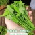 新鲜树仔菜树菜海南五指山野菜天绿香益肝菜基地直