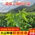 新鲜树仔菜树菜海南五指山野菜天绿香益肝菜基地直