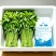 新鲜树仔菜树菜海南五指山野菜天绿香益肝菜基地直