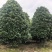 江苏桂花规格齐全苗圃直销基地直发粗5-15公分