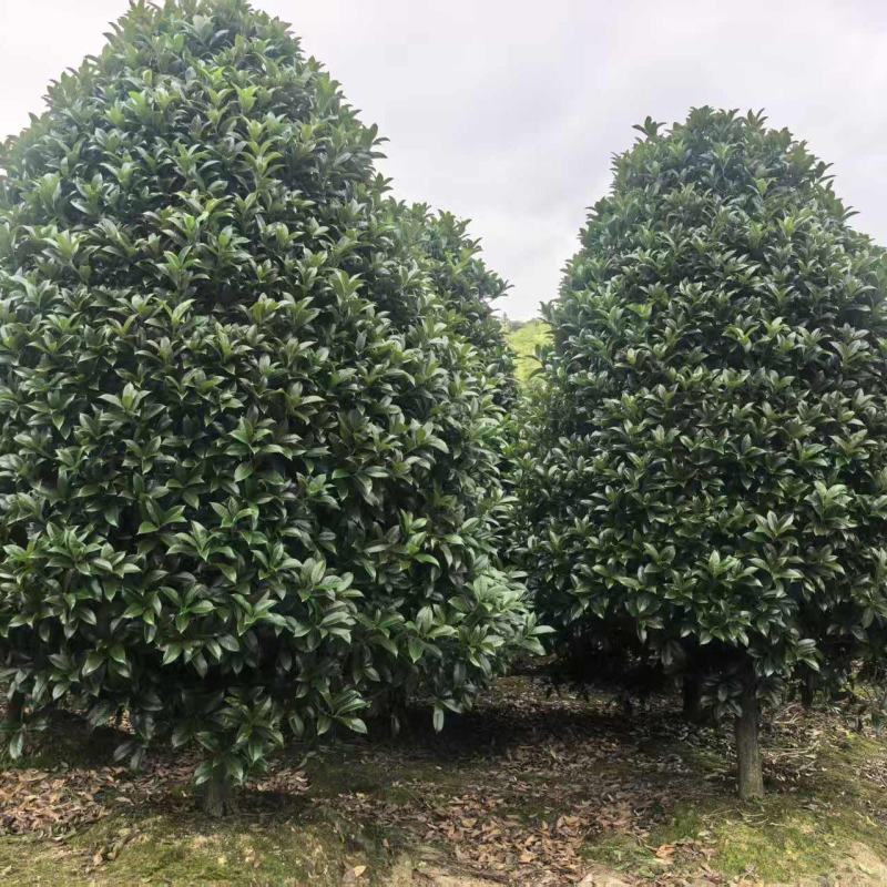江苏桂花规格齐全苗圃直销基地直发粗5-15公分