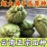 云南佛手瓜种洋丝瓜种易成活产量高丝瓜尖种丰收瓜合手瓜种爬