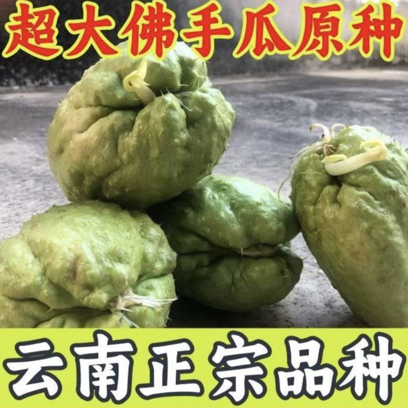 云南佛手瓜种洋丝瓜种易成活产量高丝瓜尖种丰收瓜合手瓜种爬