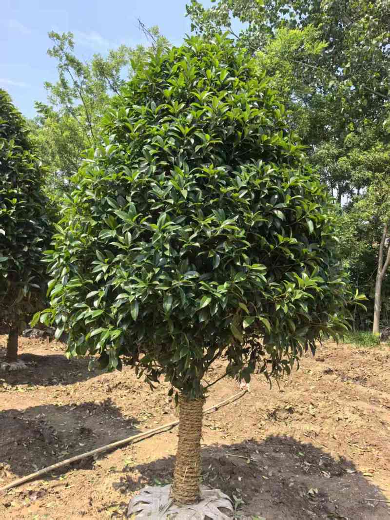 江苏桂花规格齐全苗圃直销基地直发粗5-15公分