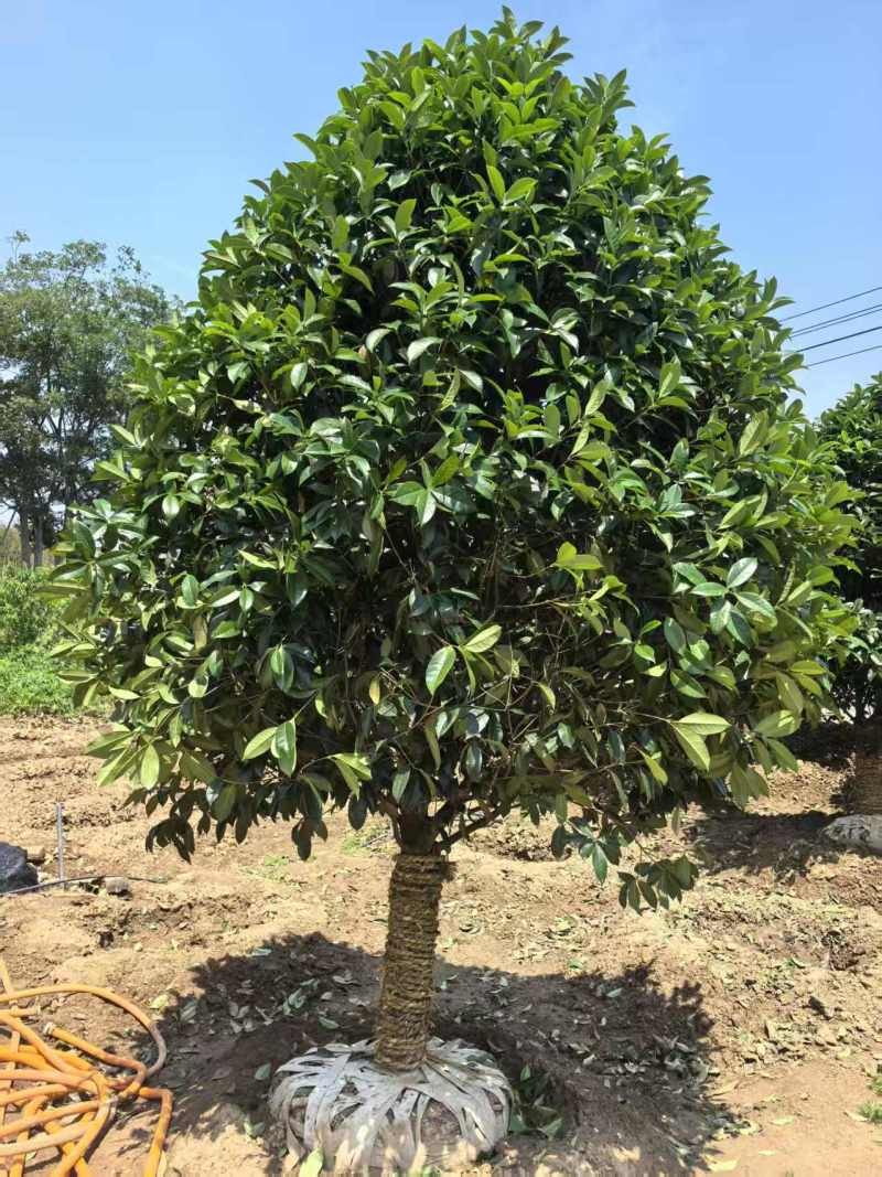江苏桂花规格齐全苗圃直销基地直发粗5-15公分
