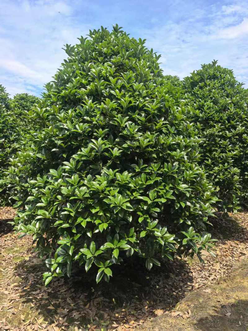 江苏桂花规格齐全苗圃直销基地直发粗5-15公分