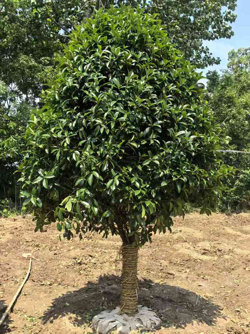 江苏桂花规格齐全苗圃直销基地直发粗5-15公分
