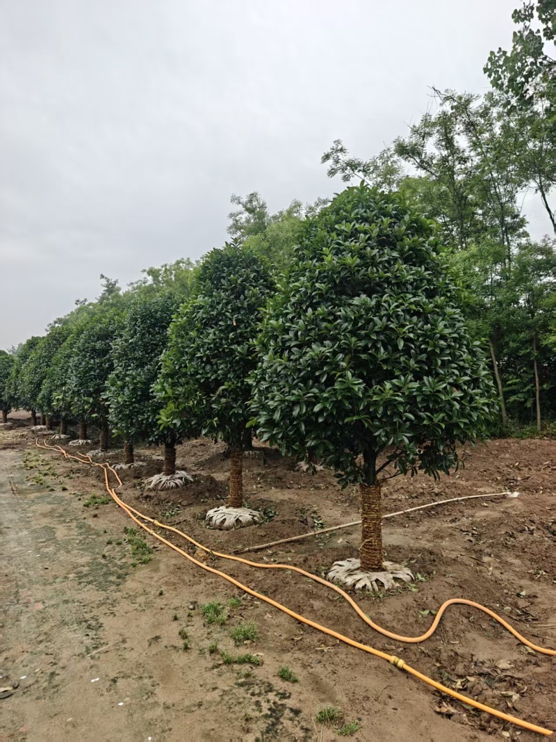 江苏桂花规格齐全苗圃直销基地直发粗5-15公分
