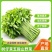 新鲜树仔菜树菜海南五指山野菜天绿香益肝菜基地直