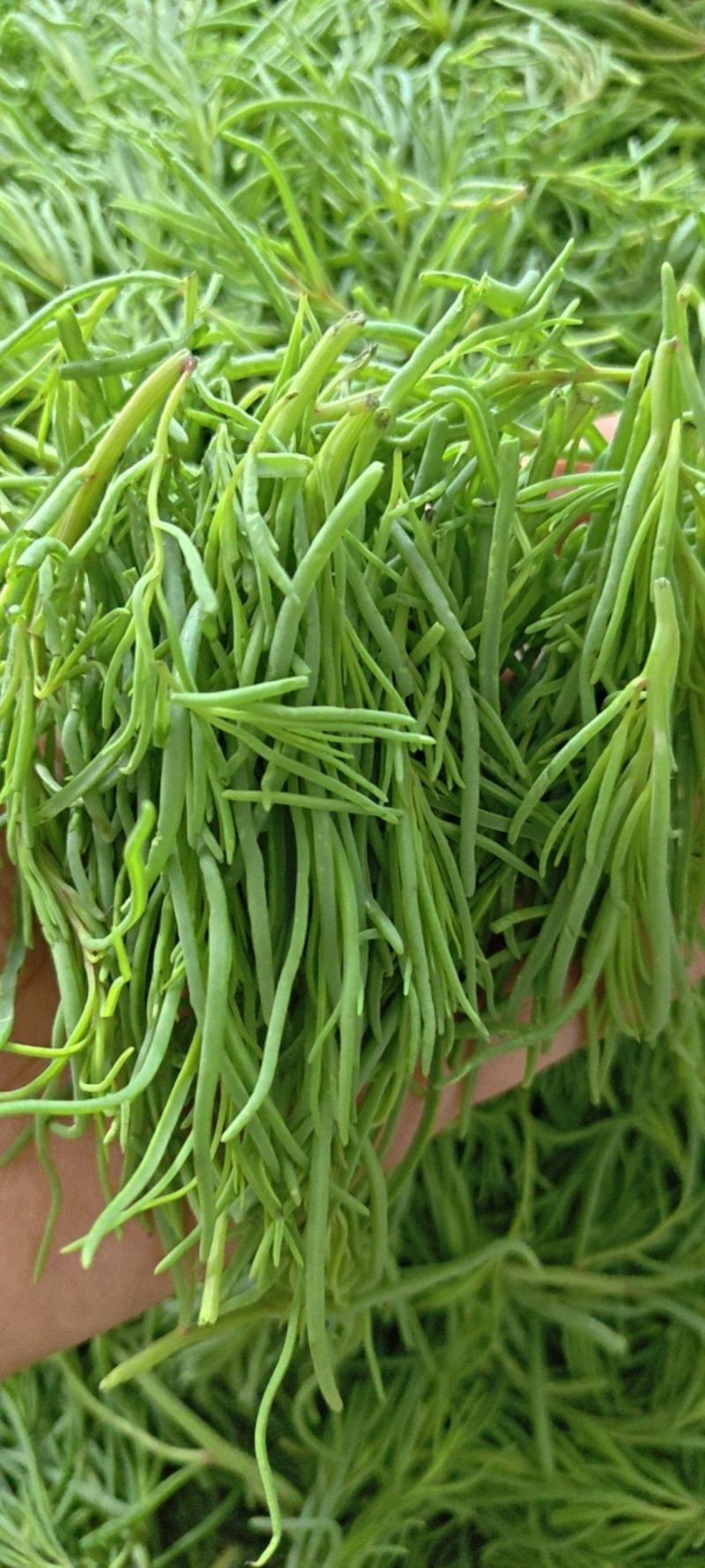 黄须菜