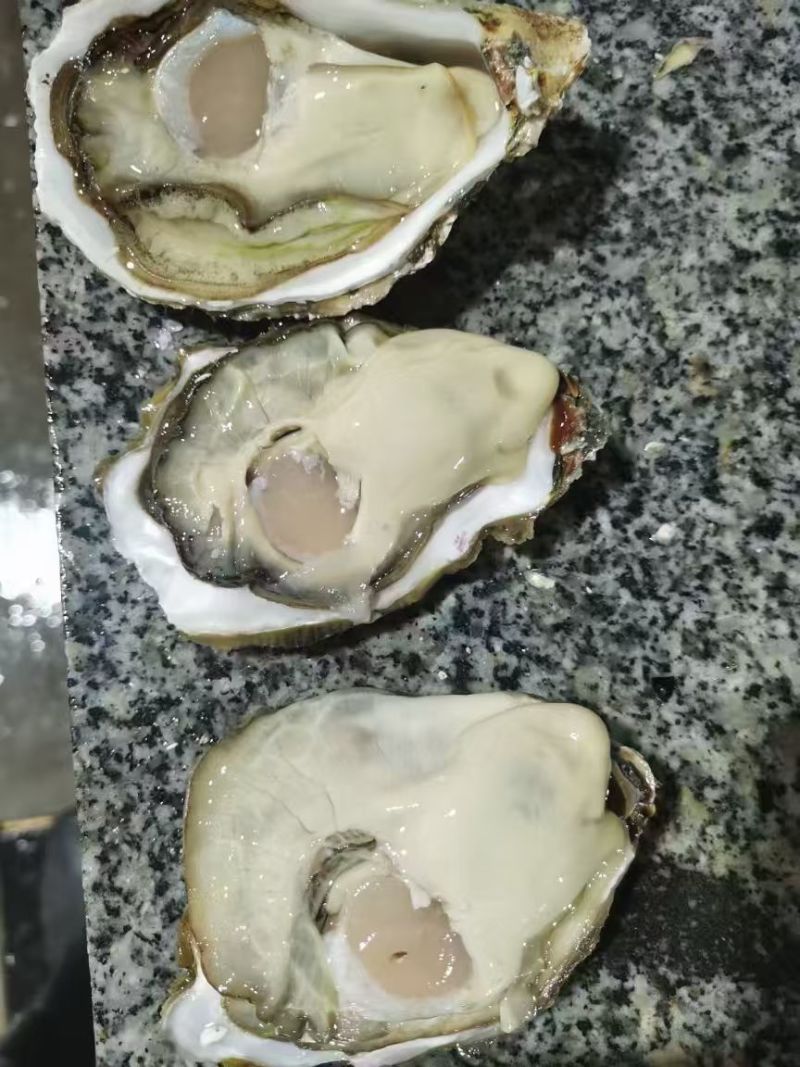 生蚝大量供应品质优基地直供可视频看货欢迎咨询来电