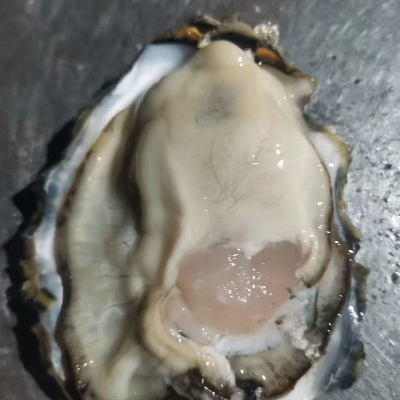 生蚝大量供应品质优基地直供可视频看货欢迎咨询来电