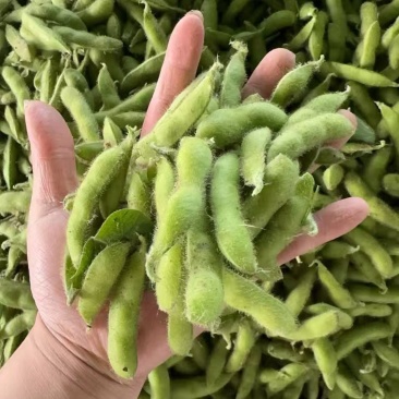 精品露天毛豆一手货源全国发货量大价优欢迎随时联系