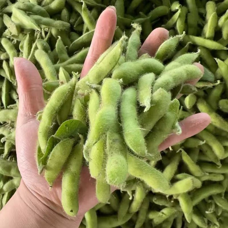 精品露天毛豆一手货源全国发货量大价优欢迎随时联系