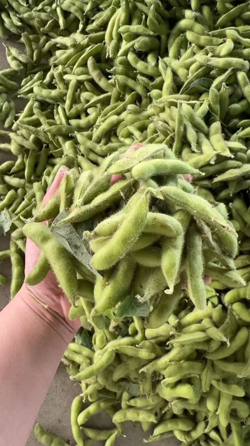 精品露天毛豆一手货源全国发货量大价优欢迎随时联系