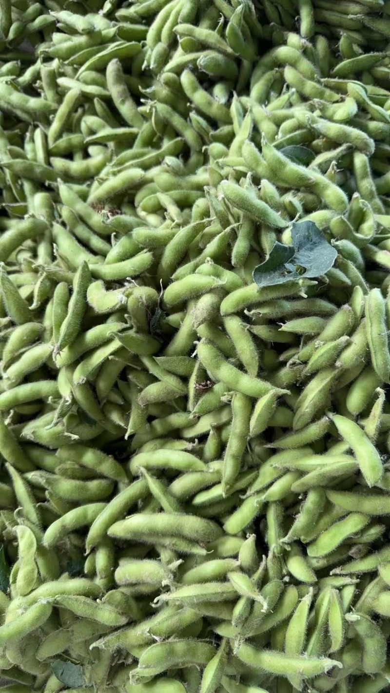精品露天毛豆一手货源全国发货量大价优欢迎随时联系
