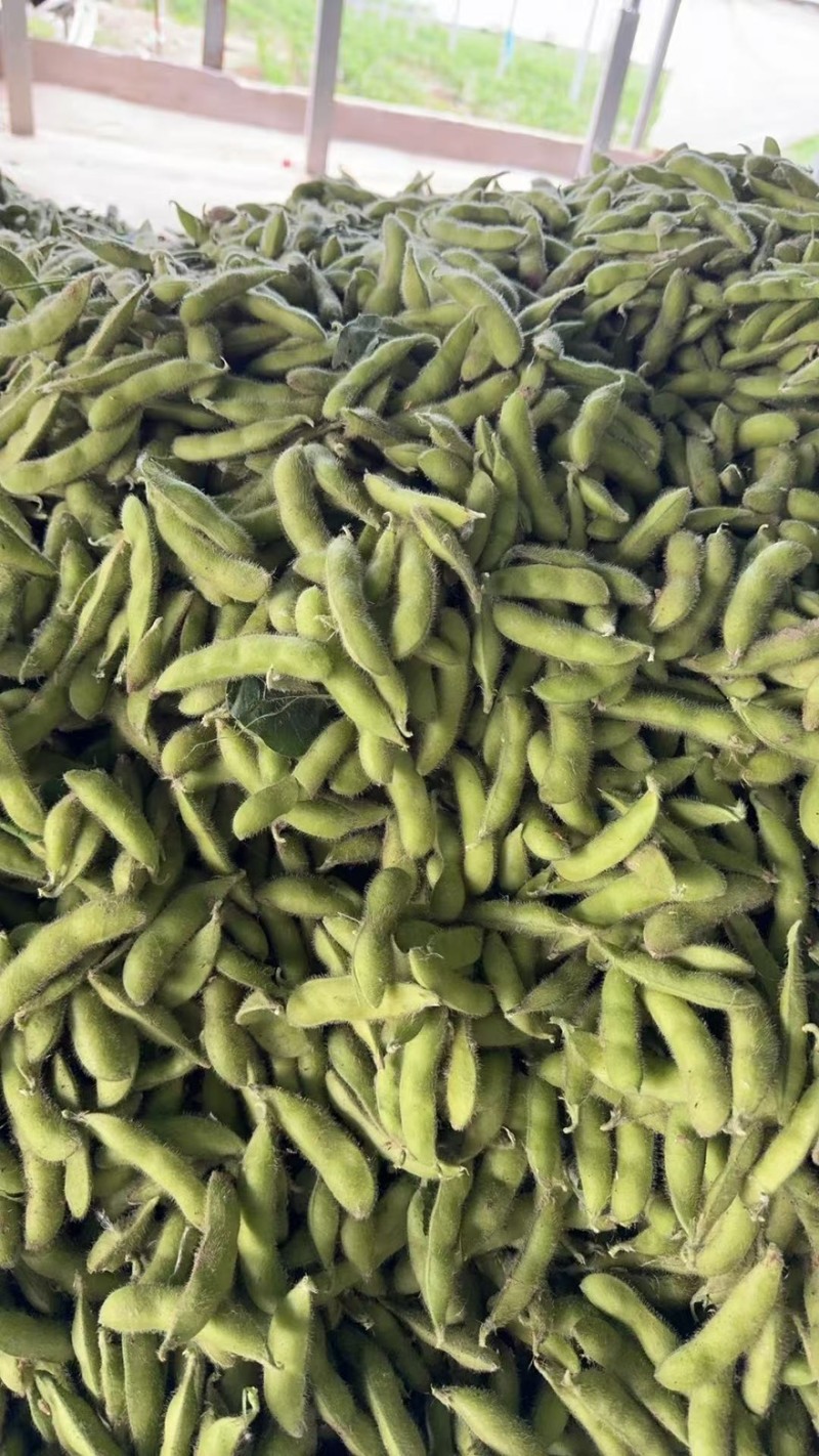 精品露天毛豆一手货源全国发货量大价优欢迎随时联系