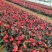 绿化苗木四季海棠#基地批发#适合庭院花园小区绿化带