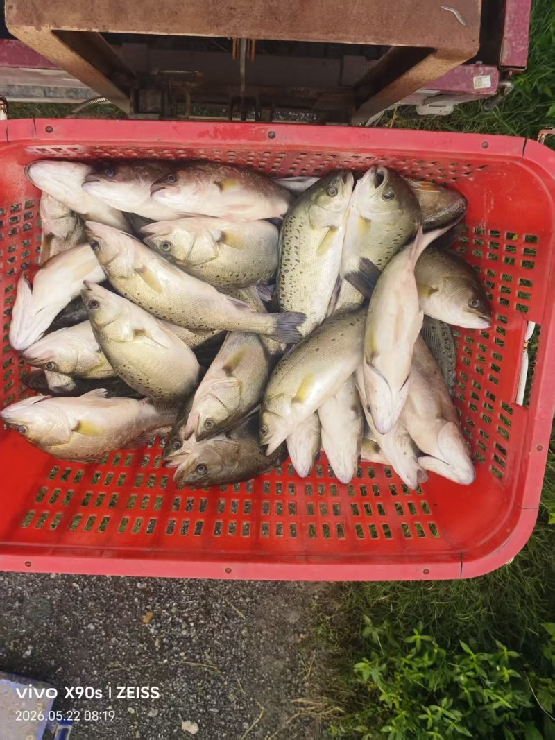 海鲈鱼